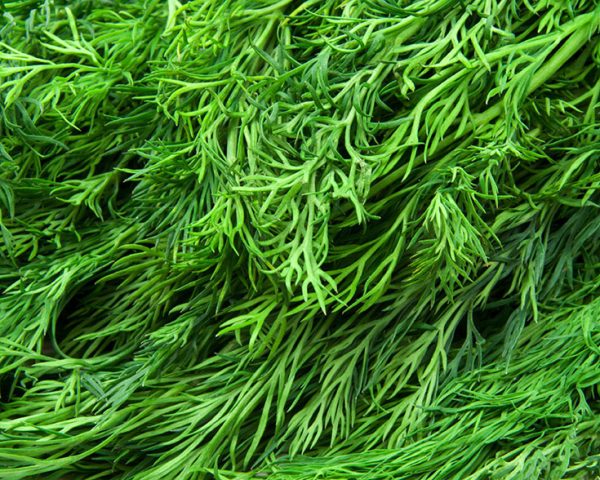 the most fresh green dill